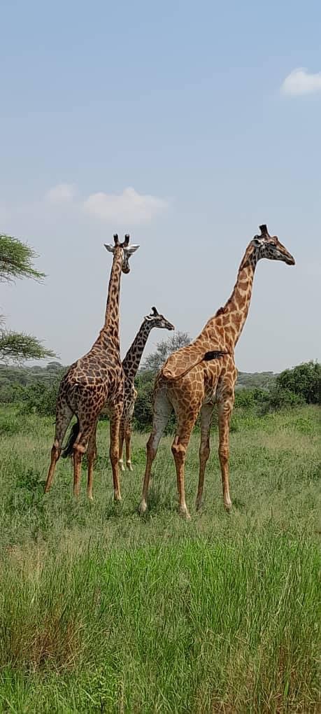 Giraffes in the bush