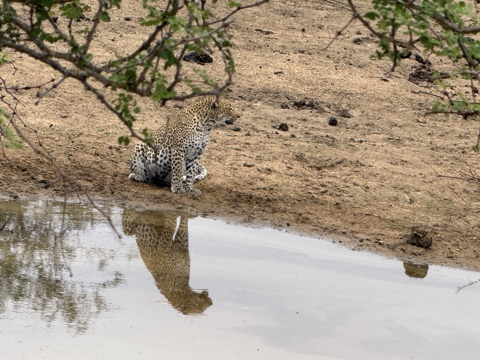 Leopard walking in the bush