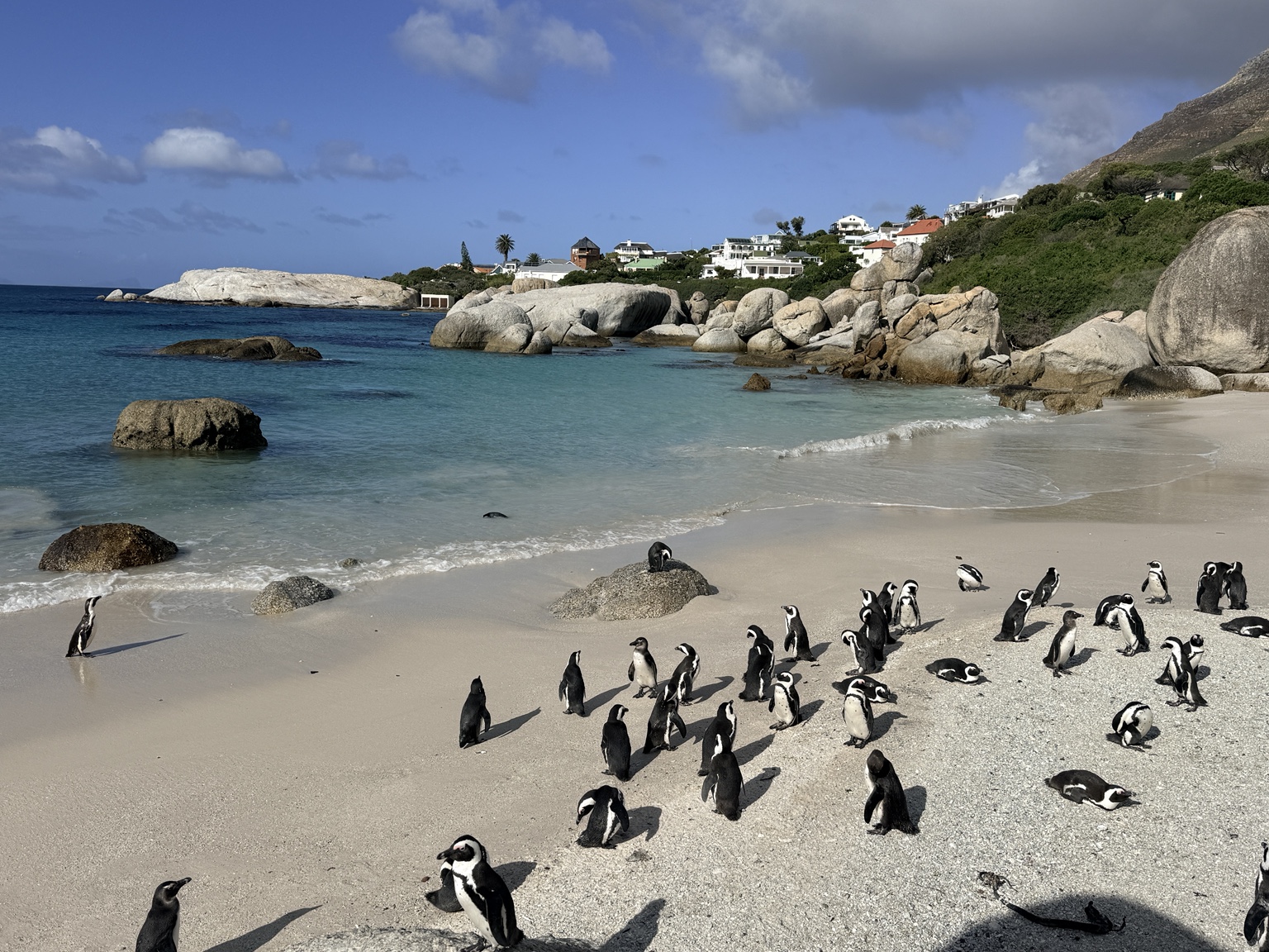 African penguins at Boulders Beach
