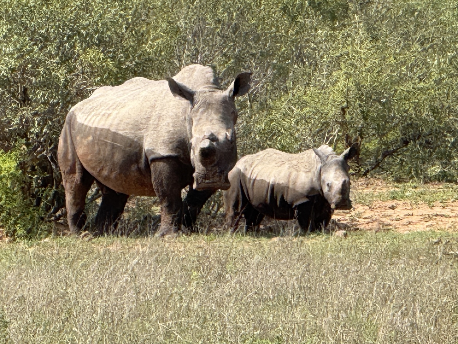 Rhinoceros and calf in the bush